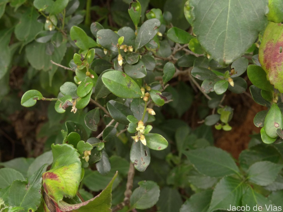 Diospyros ferrea (Willd.) Bakh.